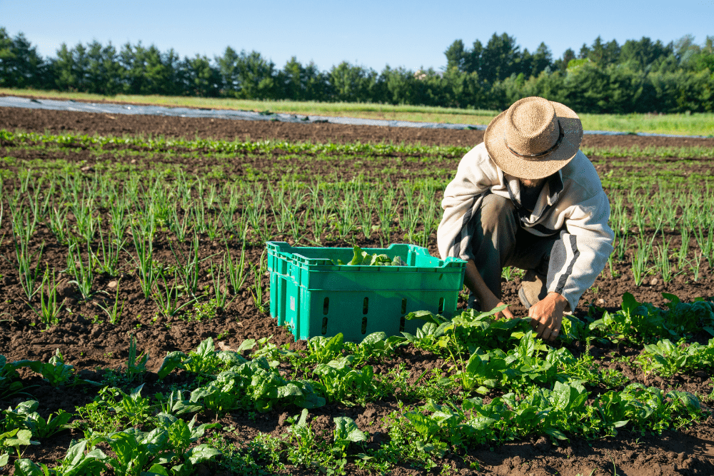 Contaminazione-Agricoltura-Biologica