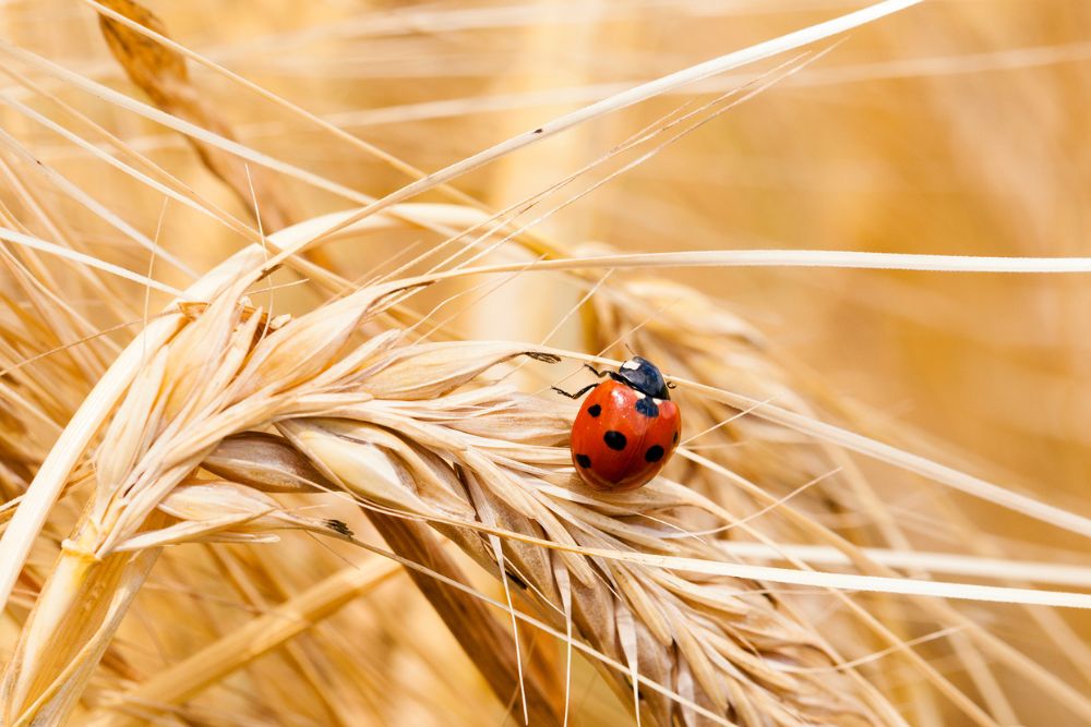 Biologico: Importanza dei Controlli per Prodotti da Paesi Terzi